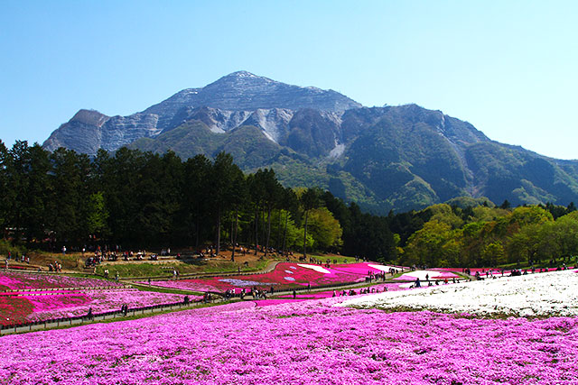 芝桜の丘