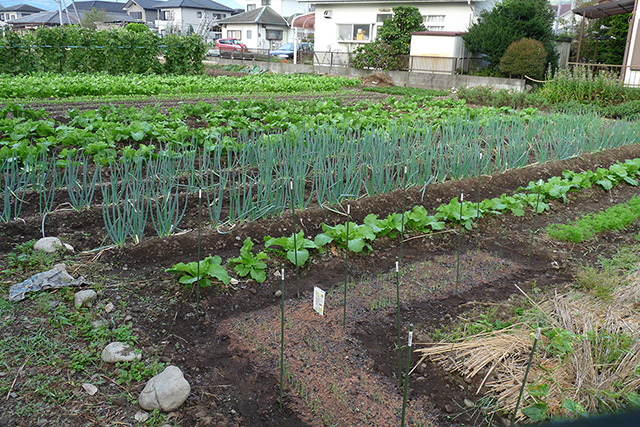 自家農園野菜